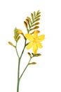 Yellow crocosmia (Montbretia),
