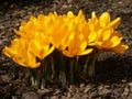 Yellow crocus #03