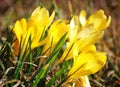 Yellow crocus Royalty Free Stock Photo