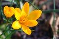 Yellow crocus Royalty Free Stock Photo