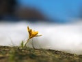 Yellow crocus