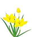 Yellow Crocus Royalty Free Stock Photo