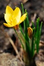 Yellow crocus Royalty Free Stock Photo