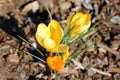 Yellow crocus blooms in early spring Royalty Free Stock Photo