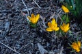 Yellow Crocus Blossoms in the Spring Garden Royalty Free Stock Photo