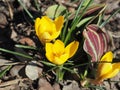 Yellow Crocus Chrysanthus Goldilocks Royalty Free Stock Photo