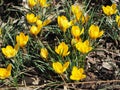 Yellow Crocus Chrysanthus Goldilocks