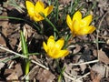 Yellow Crocus Chrysanthus Goldilocks Royalty Free Stock Photo