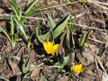 Yellow Crocus Chrysanthus Goldilocks Royalty Free Stock Photo