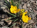 Yellow Crocus Chrysanthus Goldilocks Royalty Free Stock Photo