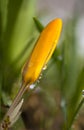 Yellow crocus with drops from melting snow Royalty Free Stock Photo