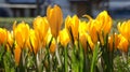 Yellow crocus europe closeup Royalty Free Stock Photo