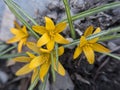 Yellow crocus Royalty Free Stock Photo