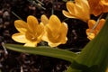 Yellow crocus, Crocus flavus