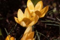 Yellow crocus, Crocus flavus