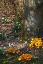 Yellow crocus flavus flowers growing around a tree trunk in a forest outside. Closeup of a beautiful bunch of flowering