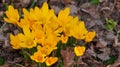 Yellow crocus flavus flowers growing in a garden or forest outside. Closeup of a beautiful bunch of flowering plants