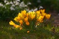 Yellow crocus flavus flowers growing in a garden or forest outside. Closeup of a beautiful bunch of flowering plants