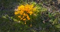 Yellow crocus flavus flowers growing in a sunny garden outdoors. Closeup of a beautiful bunch of flowering plants with