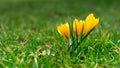 Yellow crocus flower background. spring flowers. morning meadow. rare flowers. background, texture. dew on grass. Royalty Free Stock Photo
