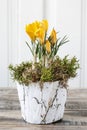 Yellow crocus flower in bark pot decorated with moss Royalty Free Stock Photo