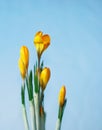 Yellow crocus flower blossom closeup isolated Royalty Free Stock Photo