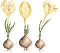 Yellow Crocus flower with bulb Clipart set, Watercolor Growing Stages of plant, Floral Growth illustration, Biology clip art Royalty Free Stock Photo