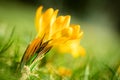 Yellow crocus flower on a green spring meadow, closeup of a crocus flavus