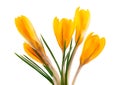 Yellow crocus flower isolated on white background. Beautiful spring flowers. Royalty Free Stock Photo