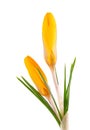 Yellow crocus flower isolated on white background. Beautiful spring flowers. Royalty Free Stock Photo