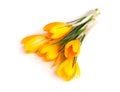 Yellow crocus flower isolated on white background. Beautiful spring flowers. Royalty Free Stock Photo