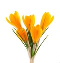 Yellow crocus flower isolated on white background. Beautiful spring flowers. Royalty Free Stock Photo