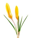 Yellow crocus flower isolated on white background. Beautiful spring flowers. Royalty Free Stock Photo