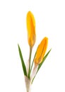 Yellow crocus flower isolated on white background. Beautiful spring flowers. Royalty Free Stock Photo