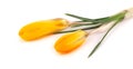 Yellow crocus flower isolated on white background. Beautiful spring flowers. Royalty Free Stock Photo