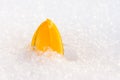 Yellow crocus flower in the snow Royalty Free Stock Photo