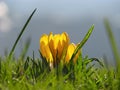 Yellow Crocus Flower in Spring Royalty Free Stock Photo