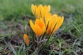 Yellow Crocus Flower in Spring Royalty Free Stock Photo