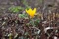 Yellow crocus flower. Spring primrose in the garden - crocuses. Delicate bright bud. Royalty Free Stock Photo