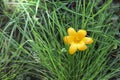 Yellow crocus flower in springtime. One of the first spring flowers. Crocus on green grass, close-up, symbol of spring. Royalty Free Stock Photo