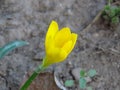 Yellow flower buds. Yellow Crocus Flower Sternbergia Lutea Autumn And Winter Daffodil.