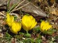 Yellow Crocus Flower Sternbergia Lutea Autumn And Winter Daffodil. First autumn yellow flower crocus.