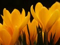 Yellow crocus flowers