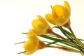 Yellow Crocus Flowers