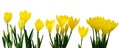 Yellow Crocus flowers Royalty Free Stock Photo