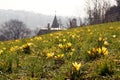 Yellow Crocus flowers above the city