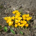 Yellow crocus flowers bloom Royalty Free Stock Photo