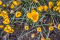 Yellow Crocus flowers Royalty Free Stock Photo