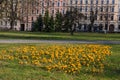 Yellow crocus flowers blooming at park in Riga city Royalty Free Stock Photo