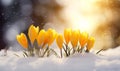 Yellow crocus flowers blooming in snow in the soft morning light, generated by ai Royalty Free Stock Photo